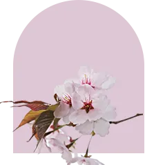 Вишневый цвет