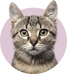 маленькая кошечка