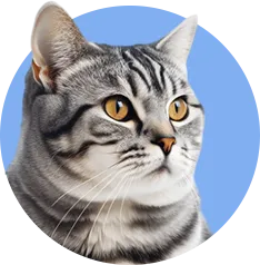 маленькая кошечка