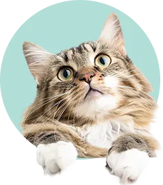 маленькая кошечка